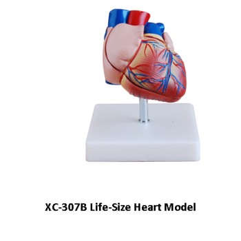 Анатомия. Сердце арт.XC-307B