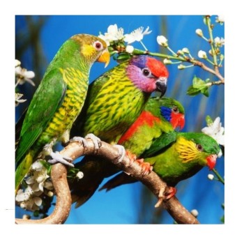 Центрум. Алмазная мозаика 40х50 см арт.87221 "Попугаи" без подрамника, частичная выкладка,