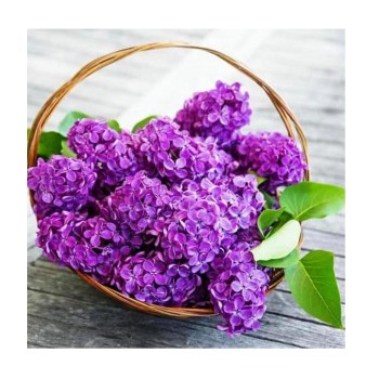 Центрум. Алмазная мозаика 40х50 см арт.87143 "Сирень" без подрамника, частичная выкладка,