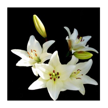 Molly. Картины мозаикой KM0896 "Белые лилии" (30х30) 23 цвета 1/20