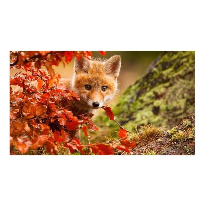 Рисование по номерам арт.H005 "Хитрый лис" 40х50