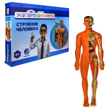 Экспериментариум Т21875 Набор "Модель человеческого тела"