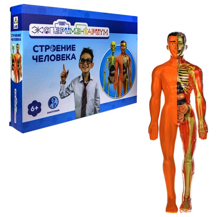 Экспериментариум Т21875 Набор "Модель человеческого тела"