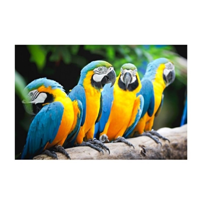 Рыжий кот. Холст 30х40 арт.Х-3344 с красками по номерам "Яркие попугаи на ветке"