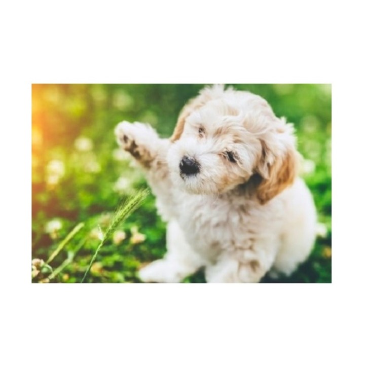 Рыжий кот. Холст 40х50 арт.Х-3654 с красками по номерам "Игривый щенок"