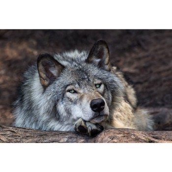 Рыжий кот. Холст 30х40 арт.Х-9115 с красками по номерам "Отдыхающий волк"