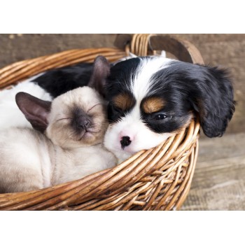 Рыжий кот. Холст 40х50 арт.Х-9171 с красками по номерам "Котенок и щенок в корзине"