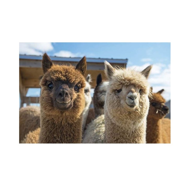 Рыжий кот. Алмаз. мозаика FC001 30х40 см, с подр. (28цв.) "Милые ламы"