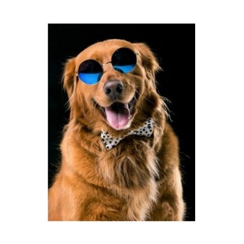 Рыжий кот. Холст 22х30 арт.HS310 с красками по номерам "Крутой пёс"