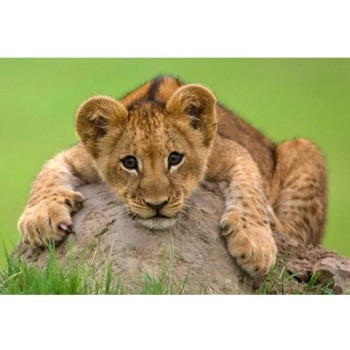 Рыжий кот. Холст 30х40 арт.Х-7619 с красками по номерам "Маленький львенок"