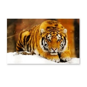 Рыжий кот. Холст 22х30 арт.HS208 с красками по номерам "Амурский тигр"