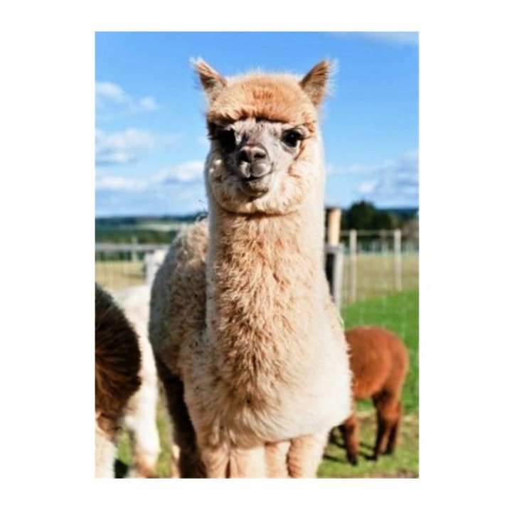 Рыжий кот. Холст 30х40 арт.Х-1759 с красками по номерам "Пушистая лама"