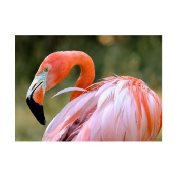 Рыжий кот. Холст 30х40 арт.Х-1764 с красками по номерам "Красивый яркий фламинго"