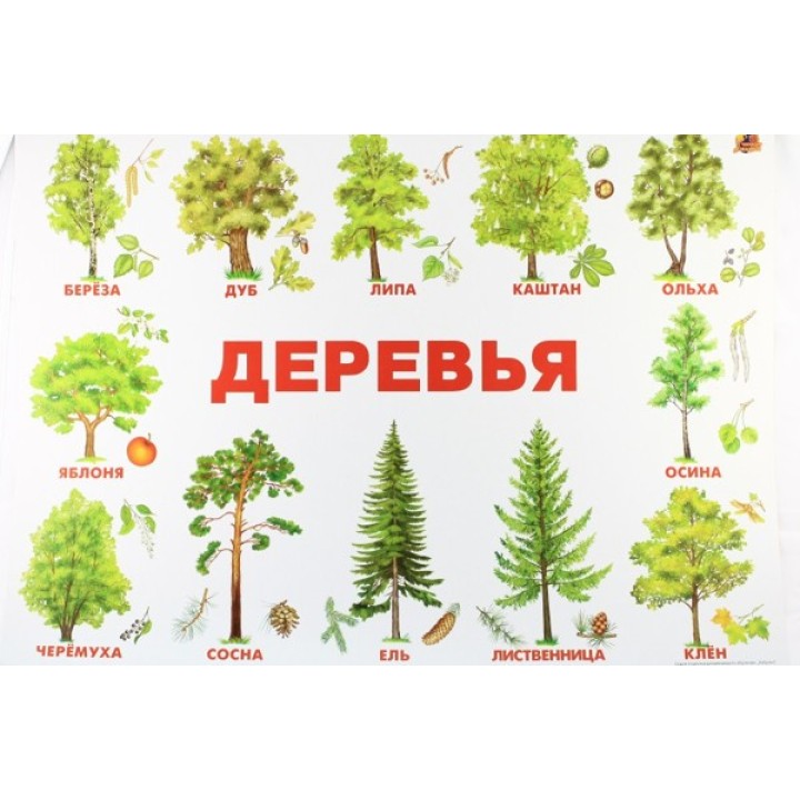 Плакат Деревья (Линг)