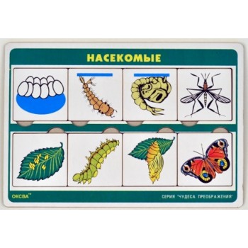 Чудеса преображений "Насекомые" арт.00771 (Оксва)
