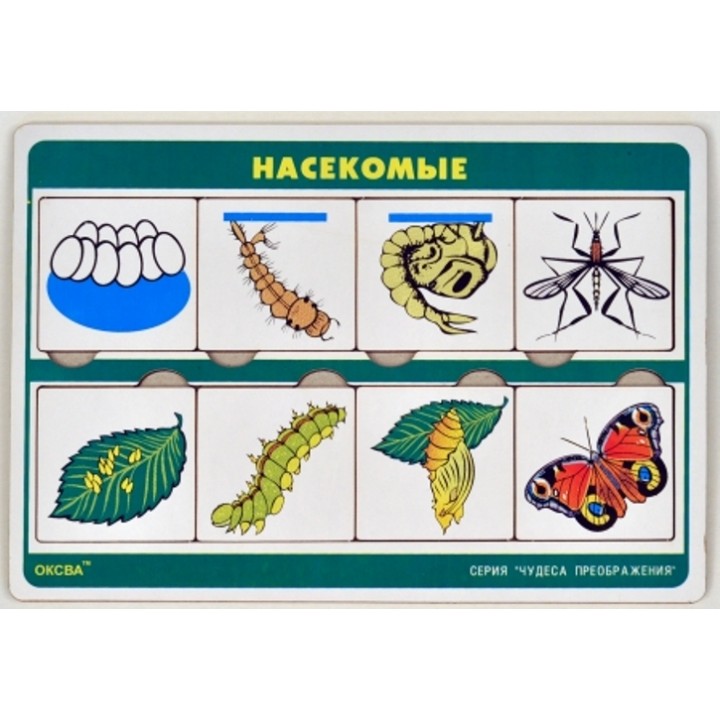 Чудеса преображений "Насекомые" арт.00771 (Оксва)